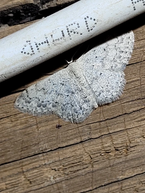 Scopula marginepunctata - pettyes sávosaraszoló