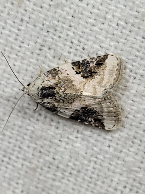 Pseudeustrotia candidula - fehéres apróbagoly