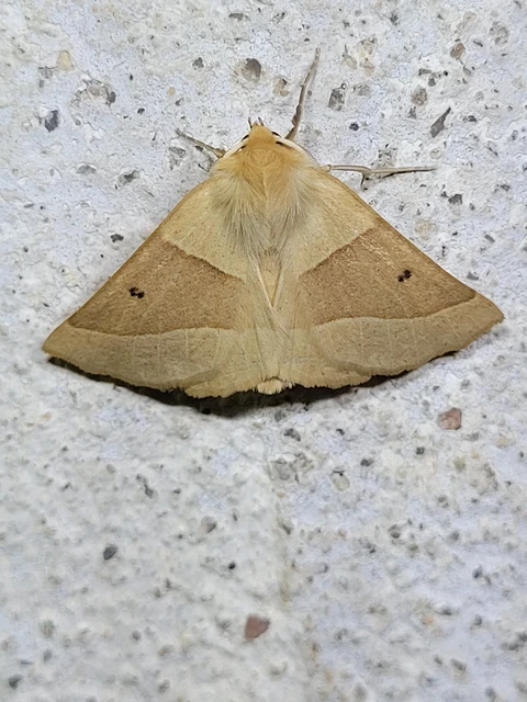 Crocallis elinguaria - sárga sávosaraszoló