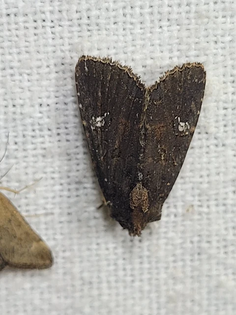 Mesapamea secalella/secalis