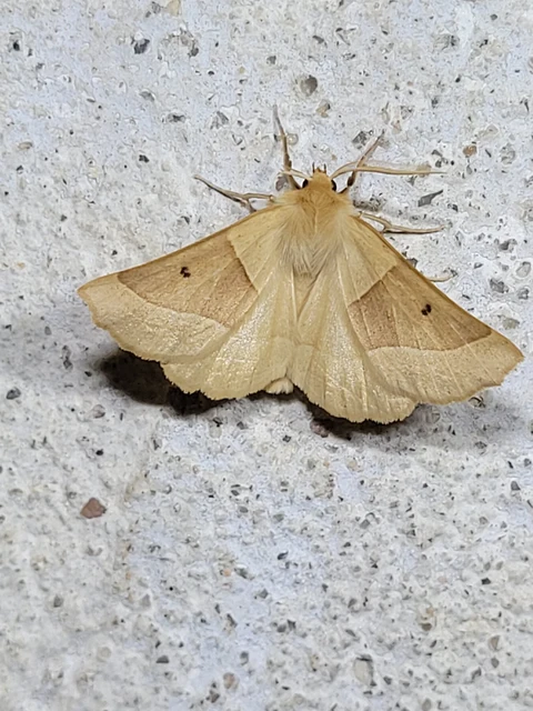 Crocallis elinguaria - sárga sávosaraszoló