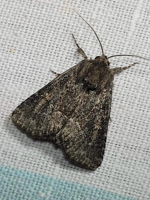 Thalpophila matura - fakó erdeibagoly
