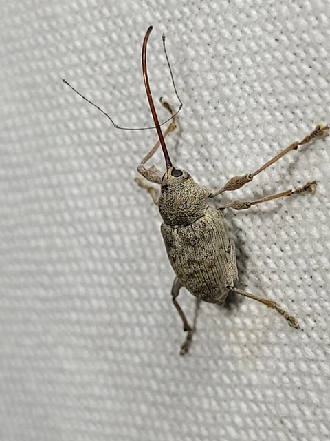 Curculio elephas - gesztenyezsuzsóka