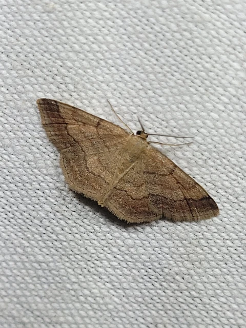Scopula rubiginata - réti pirosaraszoló