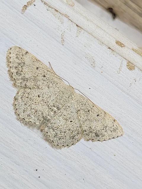 Scopula marginepunctata - pettyes sávosaraszoló
