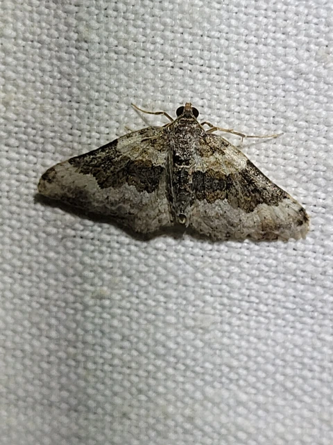 Epirrhoe galiata - sávos galajaraszoló