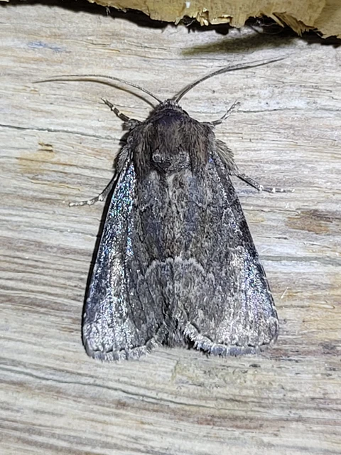 Thalpophila matura - fakó erdeibagoly