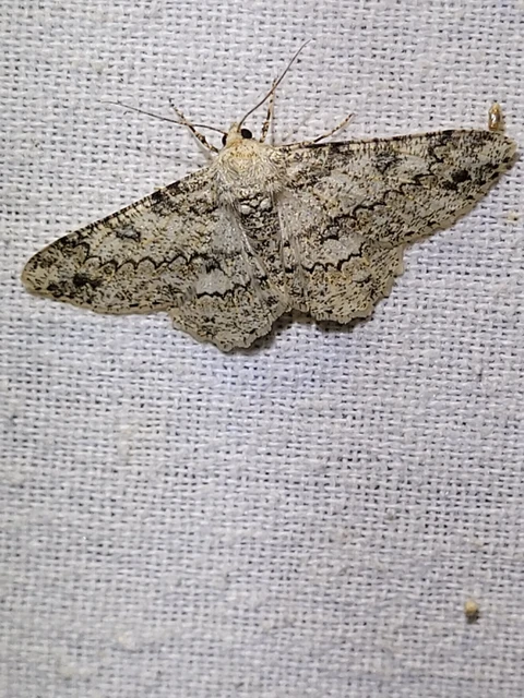 Ascotis selenaria - holdas faaraszoló