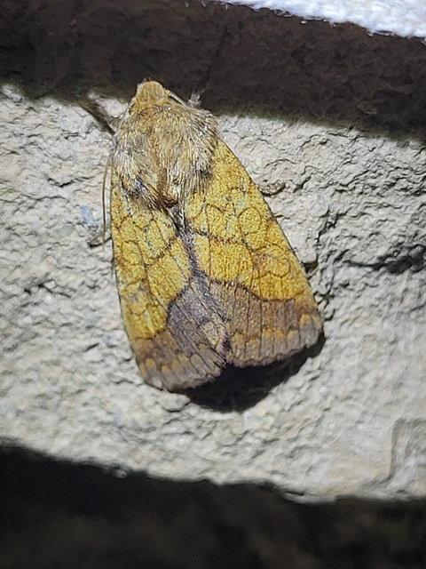 Pyrrhia umbra - iglicebagoly