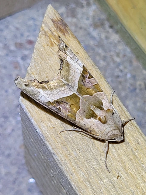 Phlogophora meticulosa - vándorló csipkésbagoly