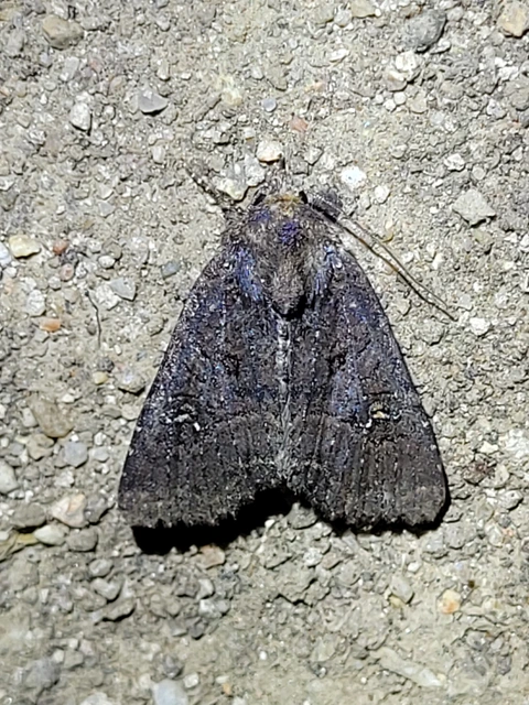 Mesapamea secalella/secalis