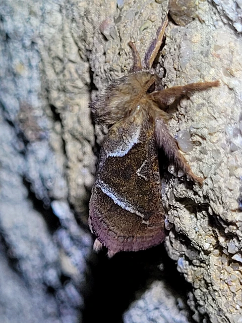 Triodia sylvina - kis gyökérrágólepke