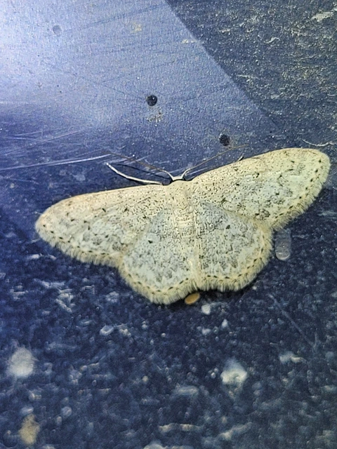 Scopula marginepunctata - pettyes sávosaraszoló