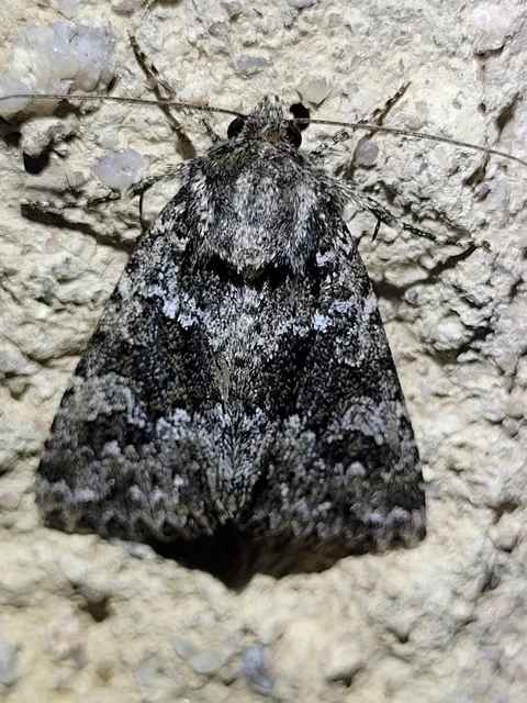 Polymixis polymita - kankalin-tarkabagoly