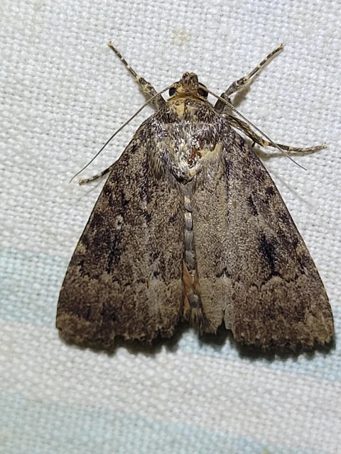 Amphipyra berbera/pyramidea