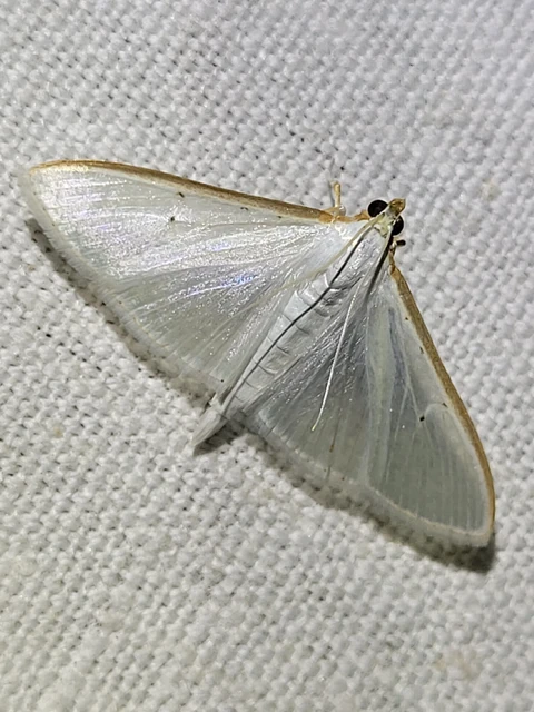 Palpita vitrealis - hófehér tűzmoly