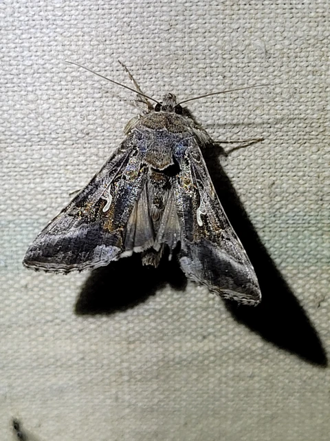 Autographa gamma - gammalepke