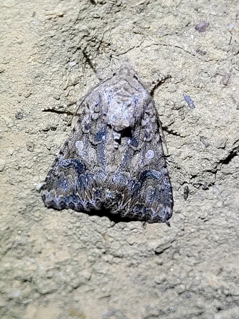Hadula trifolii - lóherebagoly