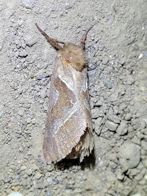Triodia sylvina - kis gyökérrágólepke