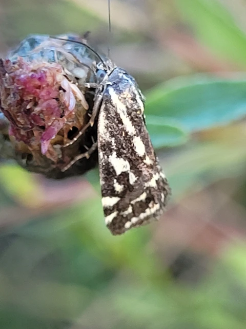 Emmelia trabealis - zebrabagoly