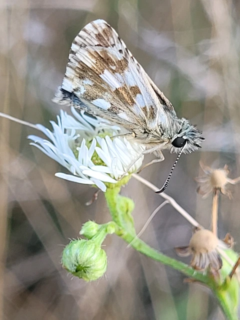 Pyrgus serratulae - homályos busalepke