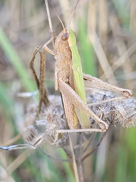Chorthippus dorsatus - hátas rétisáska