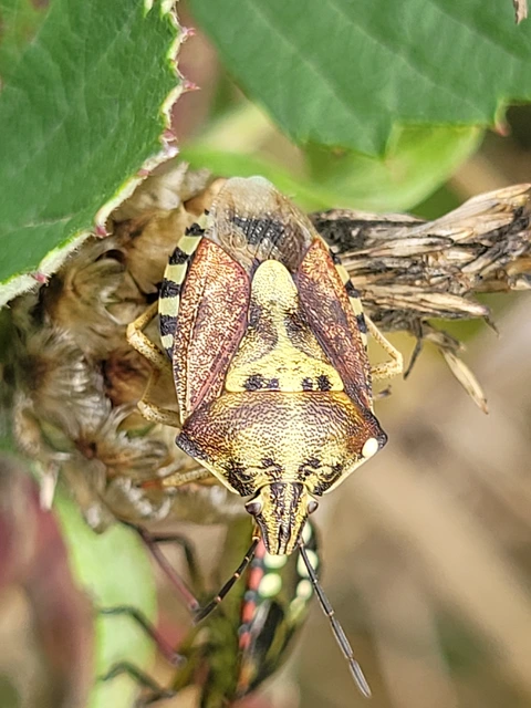 Carpocoris Carpocoris