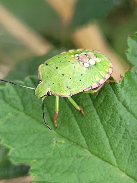 Nezara viridula - zöld vándorpoloska
