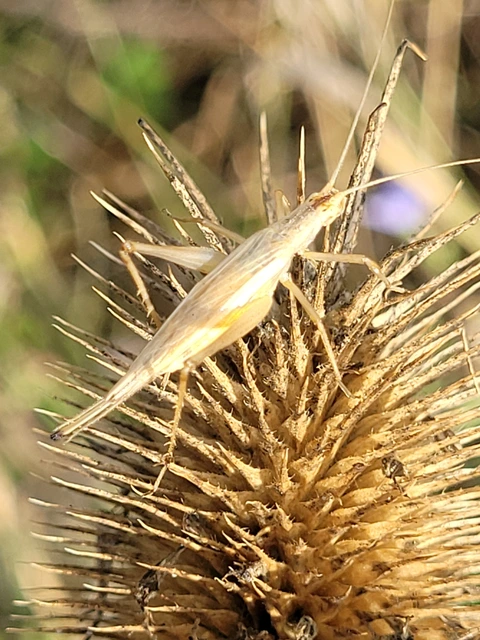 Oecanthus pellucens - pirregőtücsök