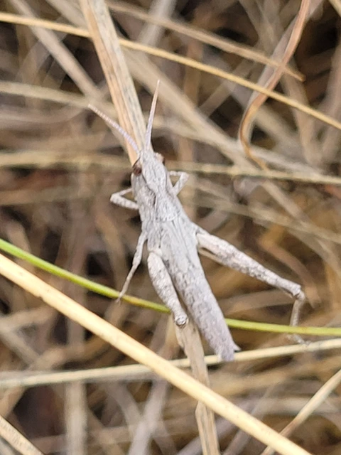 Chorthippus (Glyptobothrus) (subgenus)
