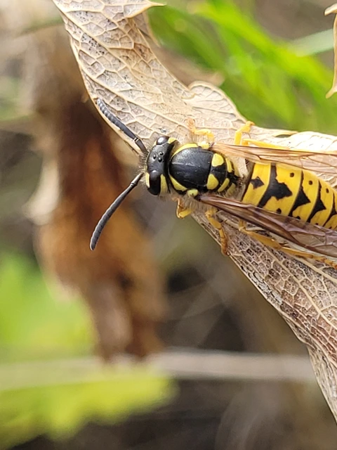 Vespula