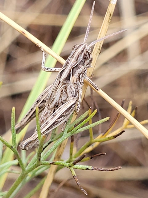 Chorthippus (Glyptobothrus) (subgenus)