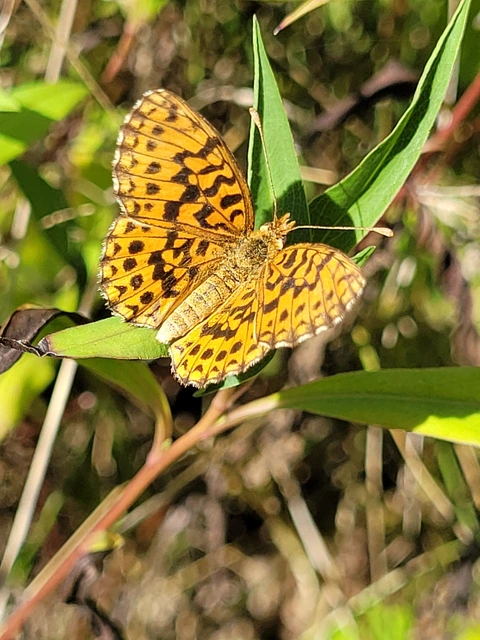 Boloria dia - kis gyöngyházlepke