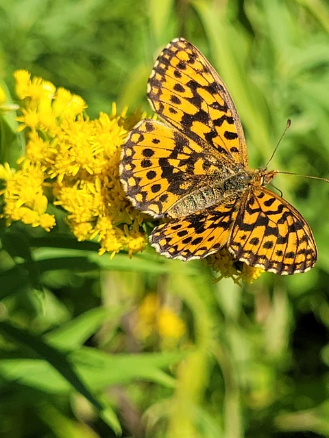 Boloria dia - kis gyöngyházlepke