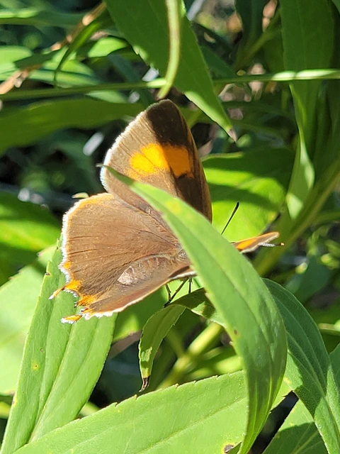 Thecla betulae - nyírfalepke