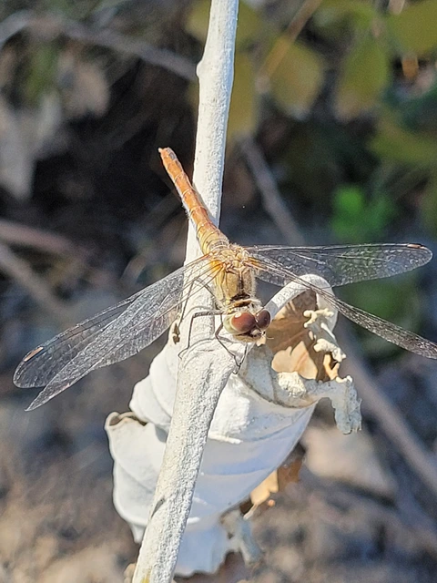 Sympetrum sanguineum - vörös katona-szitakötő