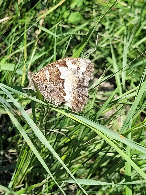 Brintesia circe - fehéröves szemeslepke