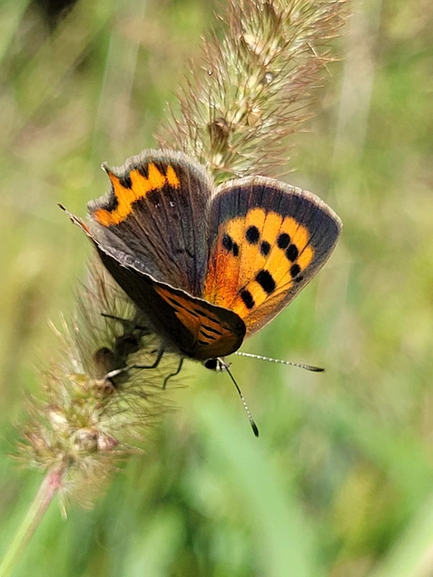 Lycaena phlaeas - közönséges tűzlepke