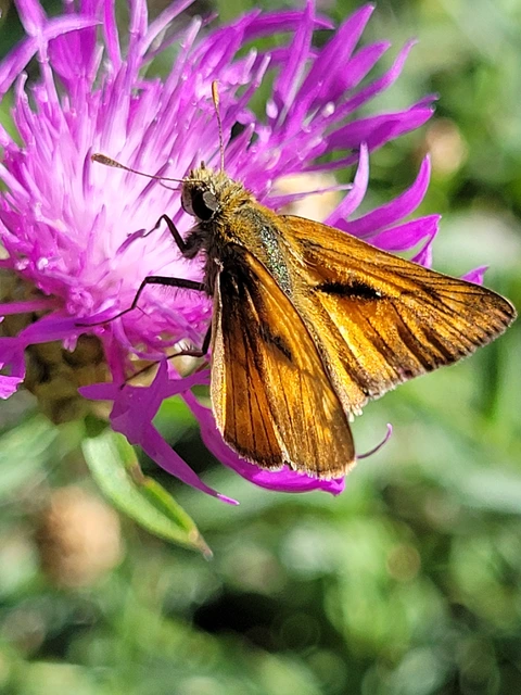 Ochlodes sylvanus - erdei busalepke