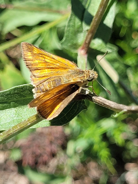 Ochlodes sylvanus - erdei busalepke
