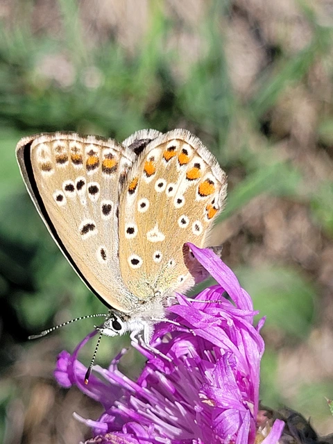 Polyommatus coridon - ezüstkék boglárka