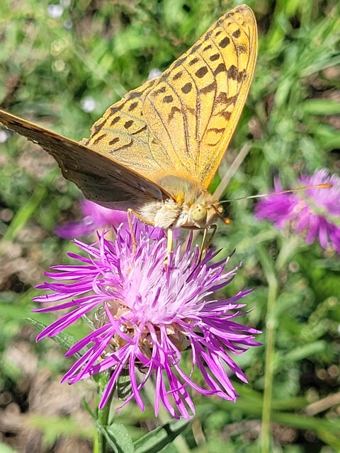 Argynnis pandora - zöldes gyöngyházlepke