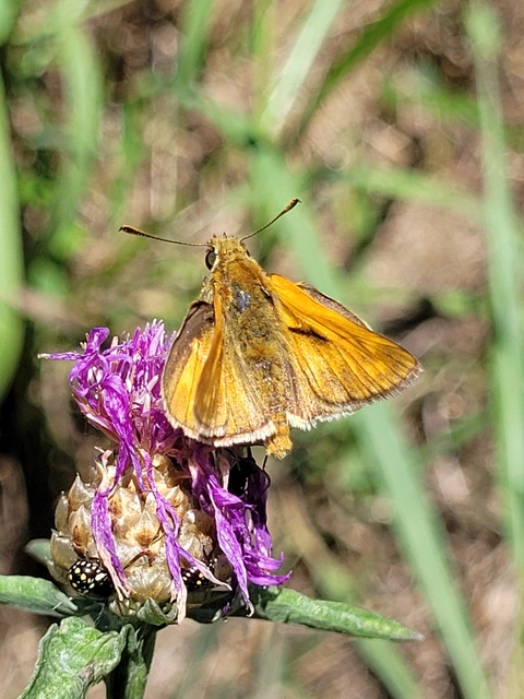Ochlodes sylvanus - erdei busalepke