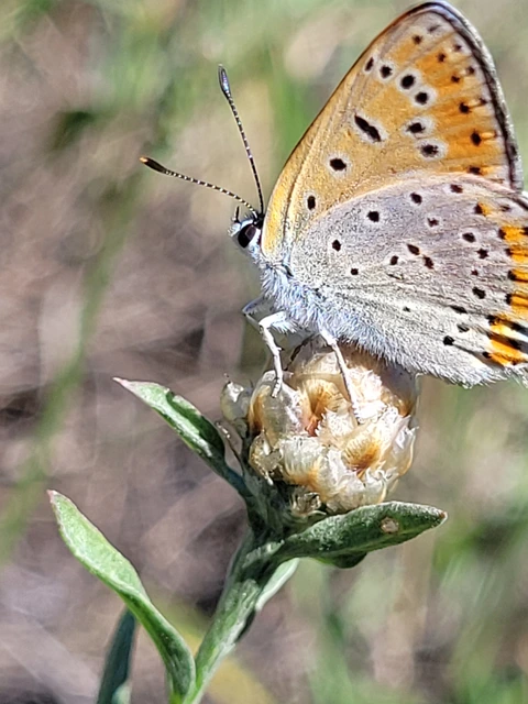 Lycaena thersamon - kis tűzlepke