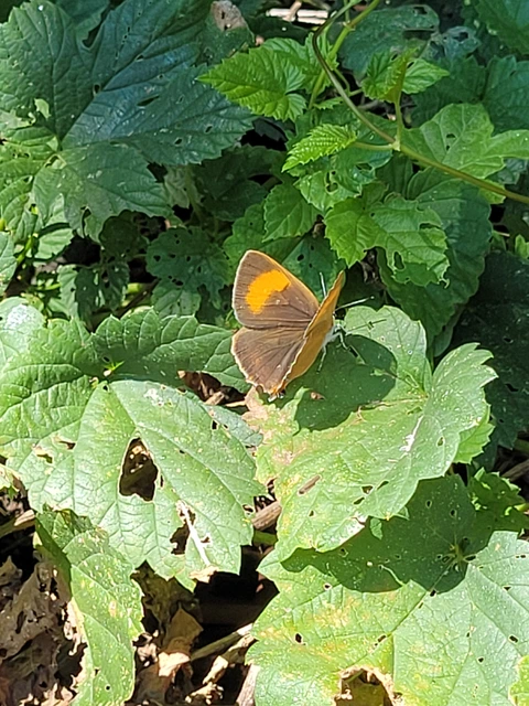 Thecla betulae - nyírfalepke