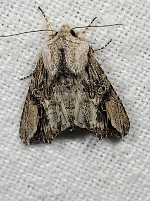 Egira conspicillaris - változékony szürkebagoly