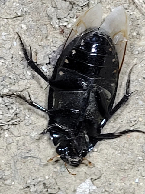 Hydrophilus aterrimus - fekete óriáscsibor