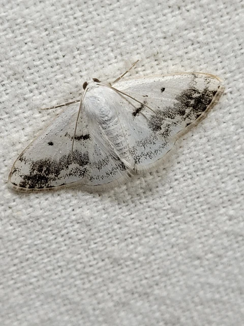 Lomographa temerata - foltos fehéraraszoló