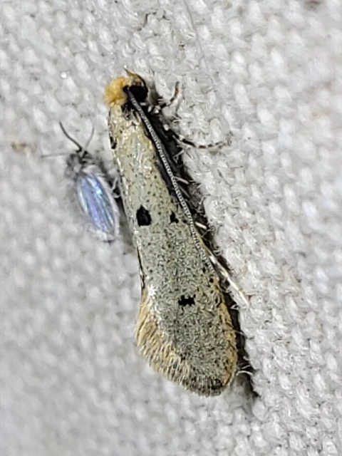 Tinea trinotella - hárompettyes fészekmoly