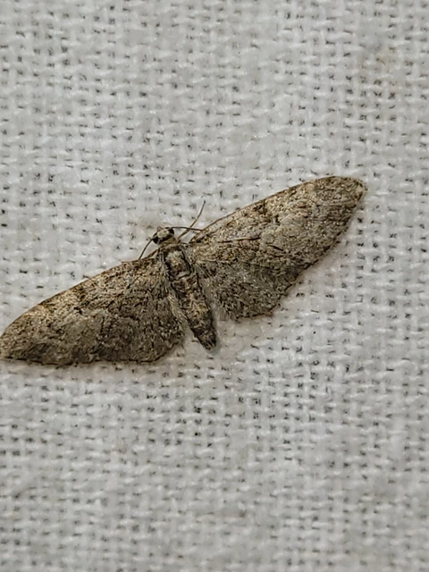 Eupithecia dodoneata - tölgy-törpearaszoló